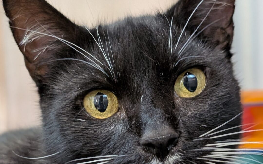 Adoptable Spotlight: Chiclets